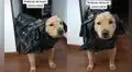 Joven crea un impermeable con bolsas de basura para proteger a su perrito de la lluvia