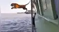 Feroz tigre sorprende a miles al dar gran salto al agua para nadar hasta la orilla