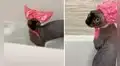 Joven filma la hora del baño de su gatito sin pelo con una divertida gorra y cautiva en TikTok