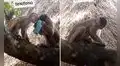 Monito se roba el celular de una turista, pero al final sorprende al devolverlo