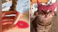 Travieso gato agarra el maquillaje de su dueña y acaba con la cara manchada como un payaso
