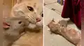 La inesperada amistad entre una gata y una rata impacta a usuarios en YouTube
