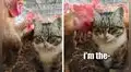 Gato se enoja con el pollo de sus dueños porque lo picotea y su reacción divierte a miles
