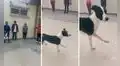 Perro callejero se infiltra a clase de funcional training y copia la rutina del entrenador