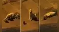 Joven capta a gatito callejero jugando con una rata y escena impresiona en Facebook