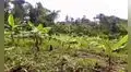 Aprueban dictamen para reactivación económica de la Amazonía