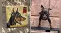 Encuentra advertencia de feroz perro doberman, pero en realidad era un tierno cachorrito