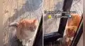 Gato finge estar herido para que lo dejen entrar a su casa, pero descubren su mentira