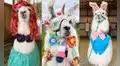 Llamas vestidas con trajes de la cultura pop difunden “felicidad, esperanza y alegría” en TikTok