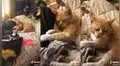 Mujer encuentra filtro en redes sociales y se lo pone a su gatito para que parezca molesto