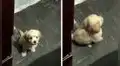 Cachorro ‘enojado’ le da la espalda a su dueña para irse de la habitación al ser ignorado