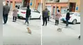Perrito forma una fila y ‘guarda su distancia’ en los exteriores de un local de vacunación