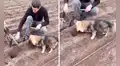 Perrito ayuda a sus propietarios a sembrar papas en el campo