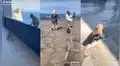 Monos notan la presencia de turistas en su recinto y los persiguen para que jueguen con ellos  
