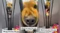 Perrito hambriento muestra su tierna conducta para que su dueña le dé comida