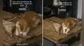 Estudiante de Arquitectura deja su maqueta encima de la mesa y su gato la destruye