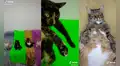 Gatitos son sensación en redes al recrear la coreografía de “My name is Chiki”