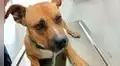 Conoce a Jackson, el perrito que acompañó a su dueño en sus últimos días y cuidó su cadáver 