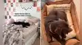 Mujer regaña a su perro al verlo echado en su cama y este se va enojado a la suya