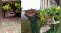 Hombre alerta la presencia de un león en las calles, pero se trataba de una bolsa de compras
