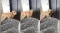 Perro hace ‘berrinche’, pero se calma cuando nota que su dueña lo estaba grabando