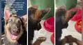 Perrito aprende a dar la patita a su ‘abuelita’ para orar antes de comer y cautiva en redes