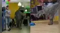 Joven se disfraza de dinosaurio para animar una fiesta, pero termina asustando a los niños