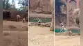 Elefante ‘pide ayuda’ para que rescaten a antílope que cayó a su laguna artificial