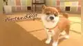 El mejor amigo del hombre: usuario adopta perros abandonados del juego Nintendogs