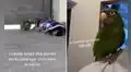Loro ‘ladra’ junto a su amigo perruno para ahuyentar a las personas que caminan por su casa