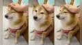 ¡No “puemde” ser! Balltze, el famoso “perro Cheems” del meme, está mal de salud