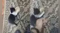 Gatito astuto se roba un pan en presencia de su dueño y este lo persigue para recuperarlo