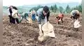 Crisis agrícola: se perdería entre 30% y 80% de producción en regiones