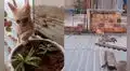 Gatito asusta a su dueña al lanzarse por el tragaluz de la casa de su vecino