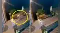 Perro corre raudamente para regresar a casa y escapar del feroz ataque de un oso