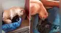 Perrita ‘adopta’ a gatitos huérfanos y los cuida como si fueran sus propias crías