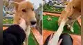 Perrito se acerca a joven que fue a visitar la tumba de un ser querido y la ‘consuela’