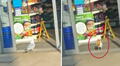 Gaviota acostumbra robar snacks de la misma tienda y video la capta ‘infraganti’