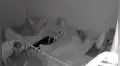 Perrito entra a las habitaciones de sus pequeños dueños para asegurarse de que estén bien