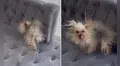 Perrita con electricidad estática en el pelo desata la risa de miles con su nuevo aspecto