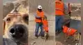 Ing. Sam, el perrito que fue adoptado por trabajadores en un proyecto de construcción 