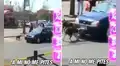 Perritos se enojan con conductor de auto por tocarles el claxon y le arrancan la placa
