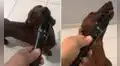 Perrito participa en karaoke de su dueña y se luce en el show con su singular ‘canto’