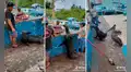 Lobo de mar espera pacientemente que vendedor le regale las vísceras de un pescado