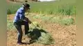 Midagri entregará a pequeños productores agropecuarios 17.500 kits de pastos cultivados 