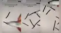 Encuentra una hormiga y juega con ella para evitar el aburrimiento