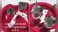 Gatitos ‘hinchas’ de la selección peruana se muestran expectantes por el repechaje