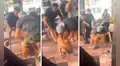 Descontrol en restaurante tras pelea entre un pitbull y un pequeño chihuahua