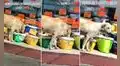 Perrito callejero degusta de un buffet de croquetas al ‘robarlas’ de una tienda