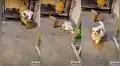 Tierno perrito se sube a una silla para jugar con su dueña, pero pierde el equilibrio y cae
